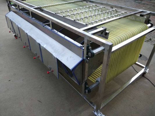 Macadamia Nut Roasting Machine Stainless Steel Fruit Sorting Grading Machine