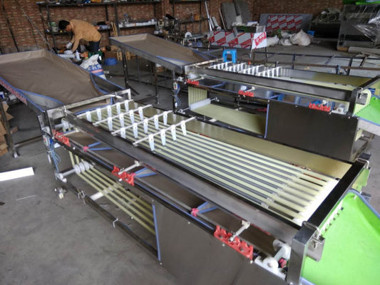 Macadamia Nut Roasting Machine Stainless Steel Fruit Sorting Grading Machine